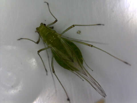 Image of pea aphid