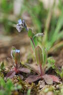 Слика од Myosotis ramosissima Rochel