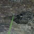 Image of Blackish Nightjar