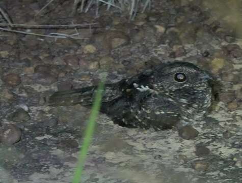 Image of Blackish Nightjar