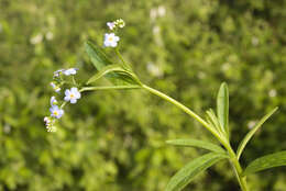 Image of true forget-me-not