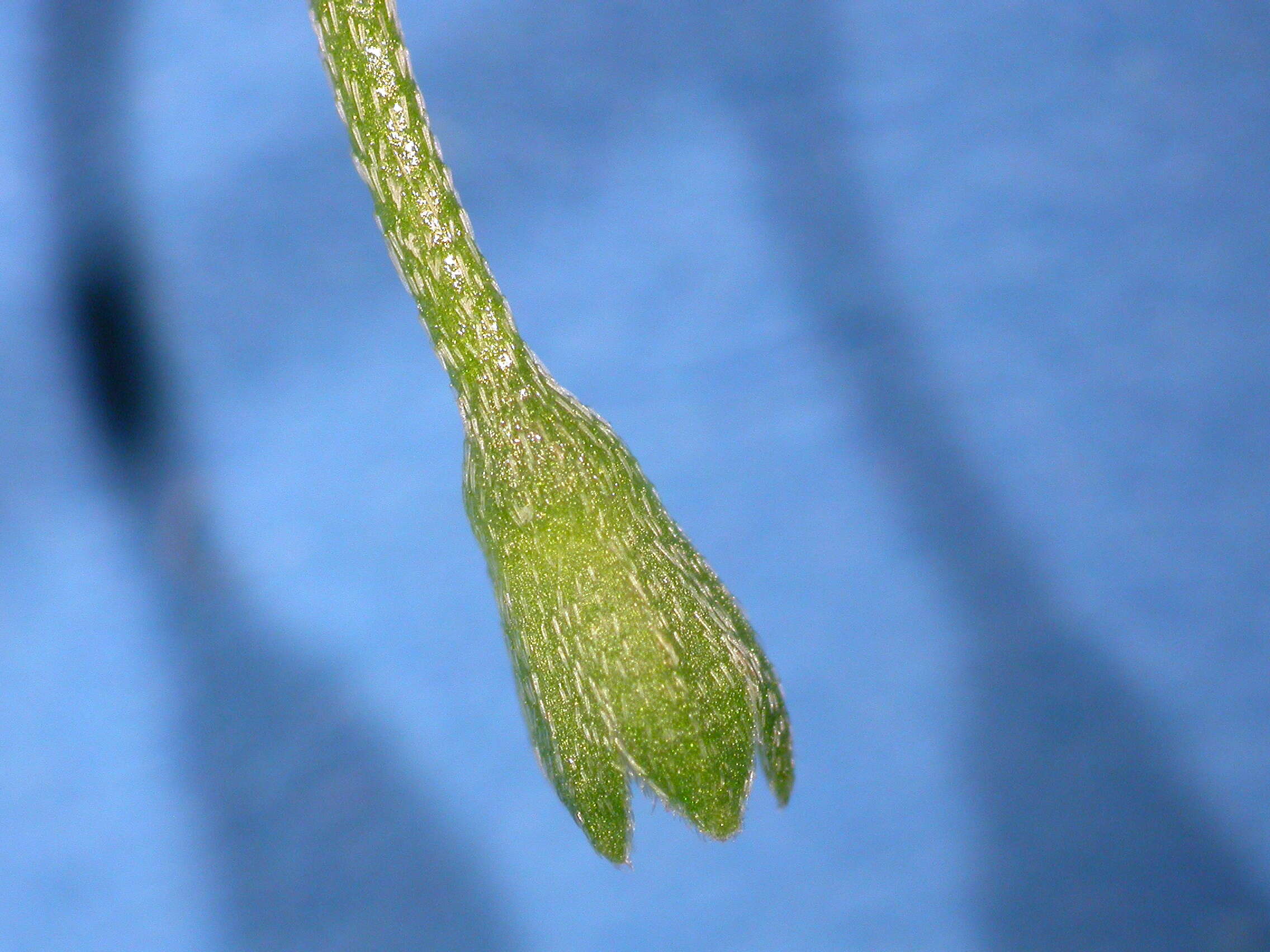 Image of true forget-me-not