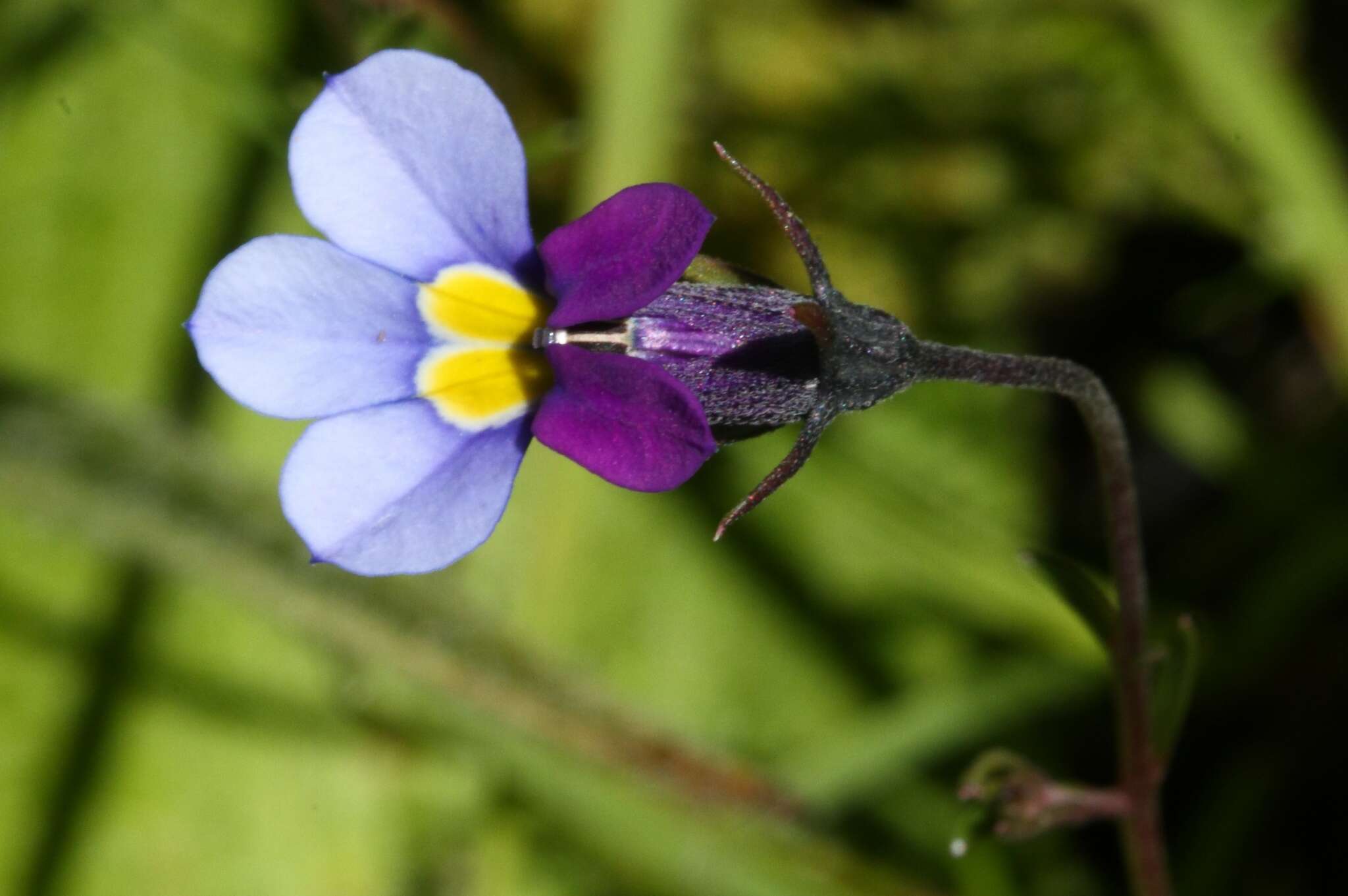 Image of Butterfly lobelia