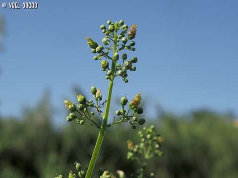 Image of Scrophularia macrophylla Boiss.