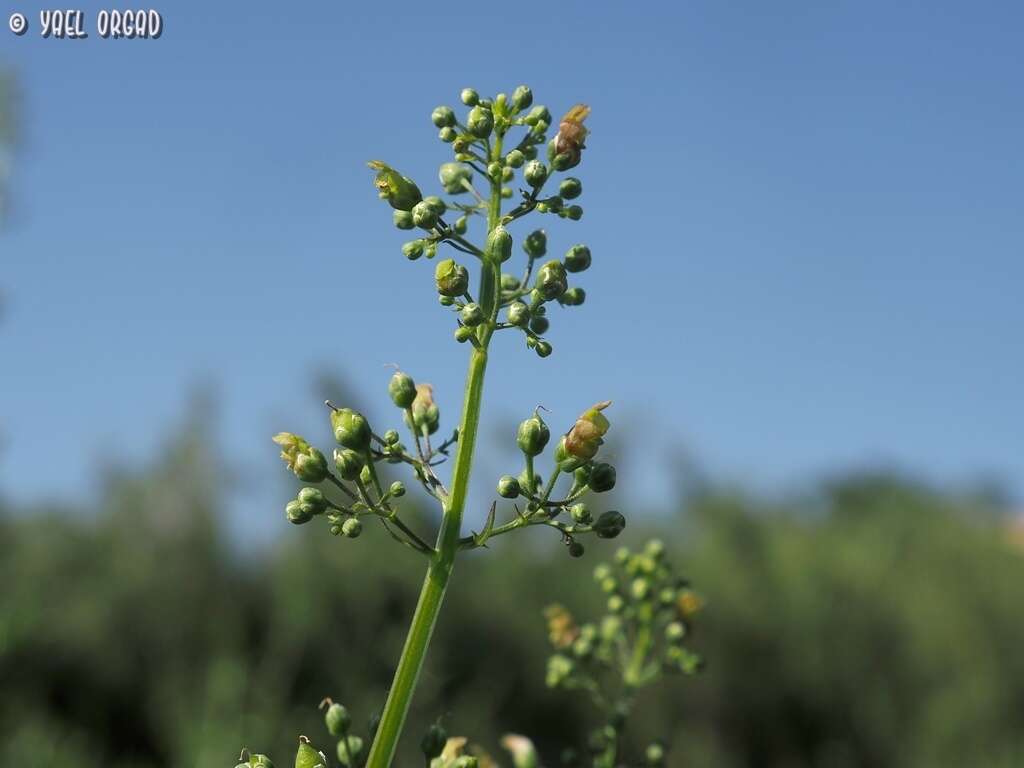 Scrophularia macrophylla Boiss. resmi