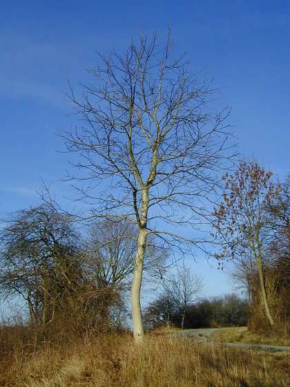 Image of Common walnut