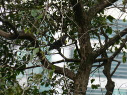 Image of Black-bellied Malkoha