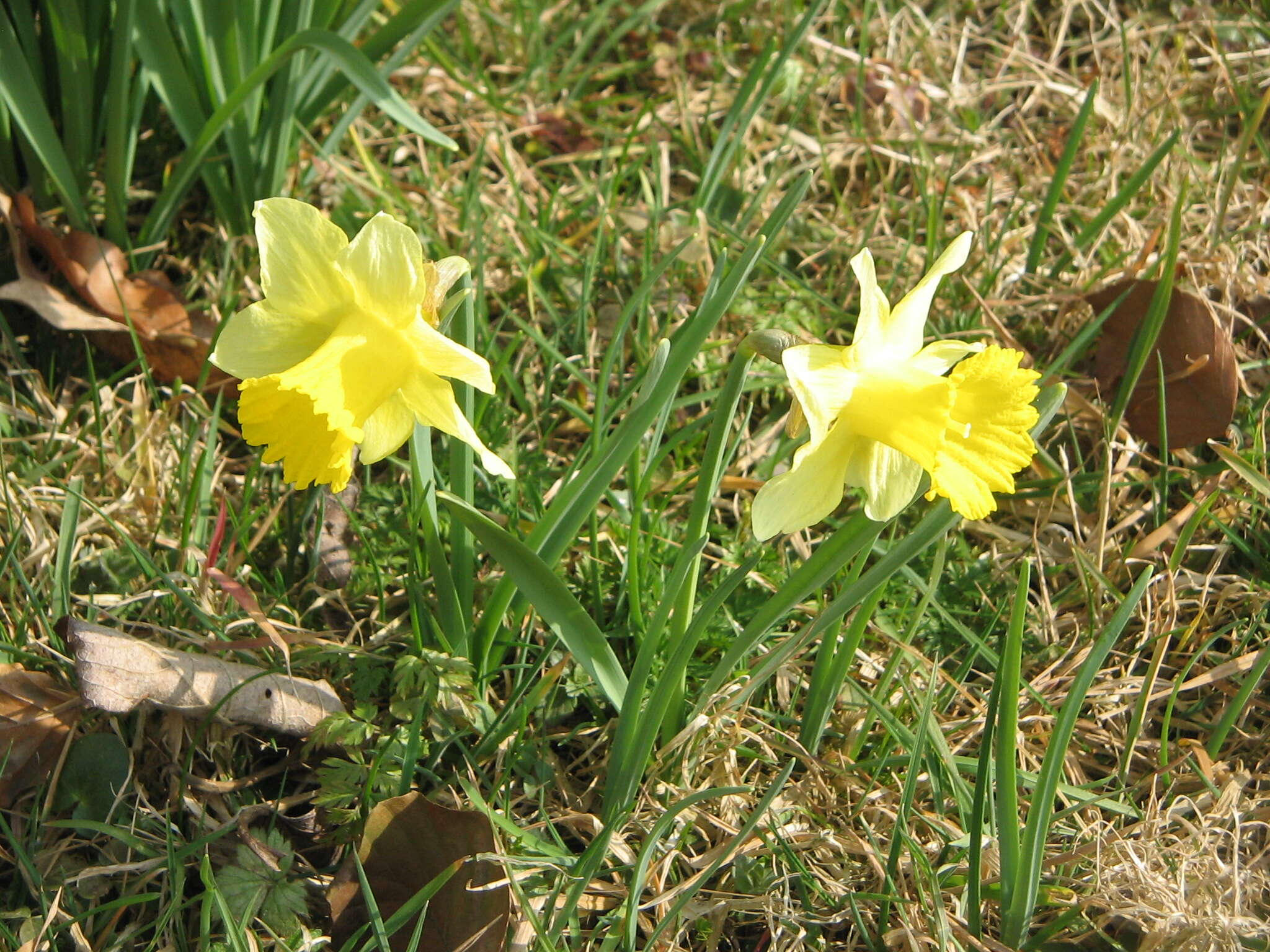 Image of daffodil