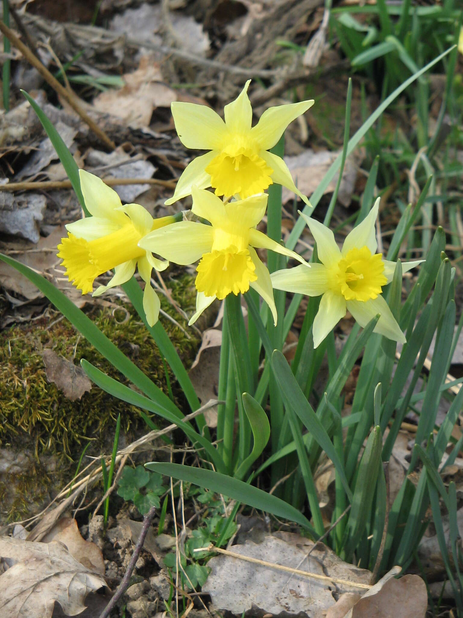 Image of daffodil