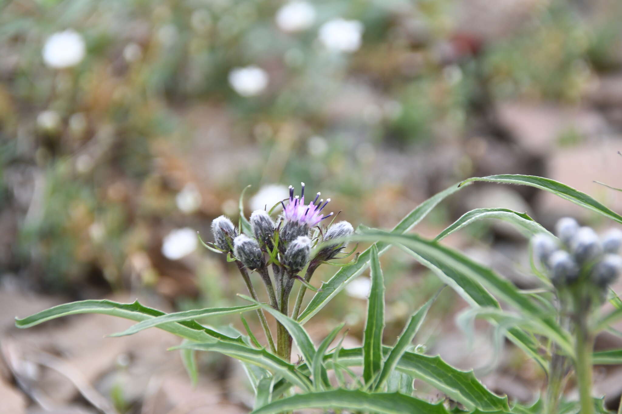 Image of Saussurea amurensis Turcz. ex DC.