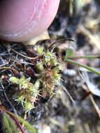 Image of Chorizanthe minutiflora R. Morgan, Styer & Reveal