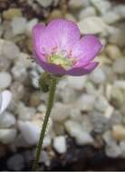 Image de Drosera pulchella Lehm.