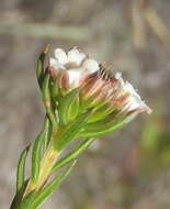 Image of Diosma rourkei I. Williams