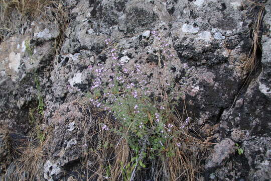 Plancia ëd Micromeria herpyllomorpha Webb & Berthel.