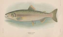 Image of Pink Salmon