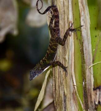 Imagem de Anolis rubribarbus Barbour & Ramsden 1919