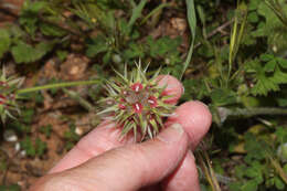 Image of star clover