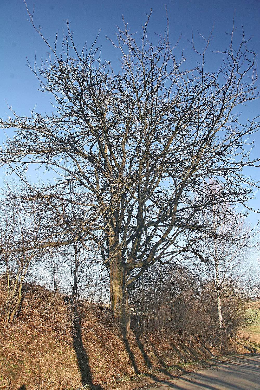 Plancia ëd Gleditsia triacanthos L.