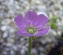 Image de Drosera pulchella Lehm.