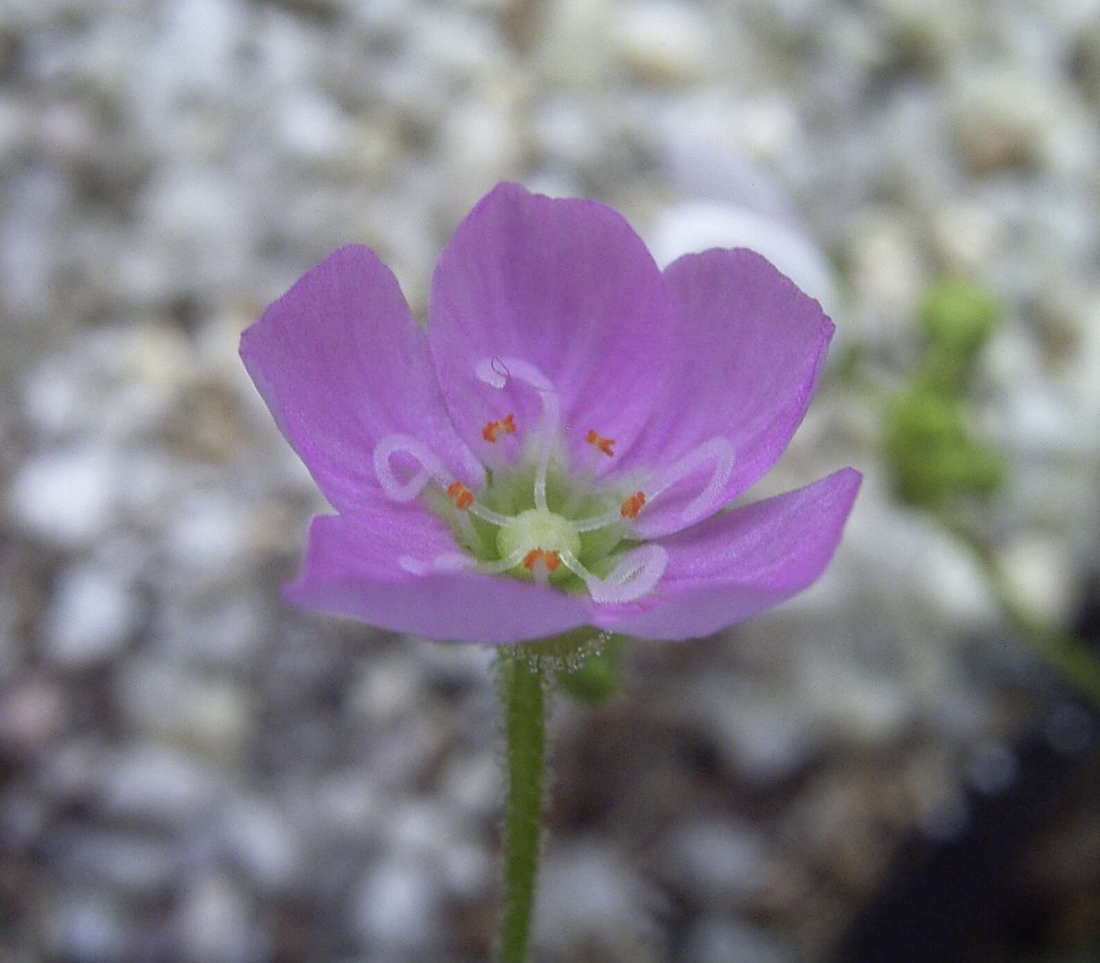 Image de Drosera pulchella Lehm.