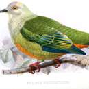 صورة Ptilinopus richardsii Ramsay & EP 1882