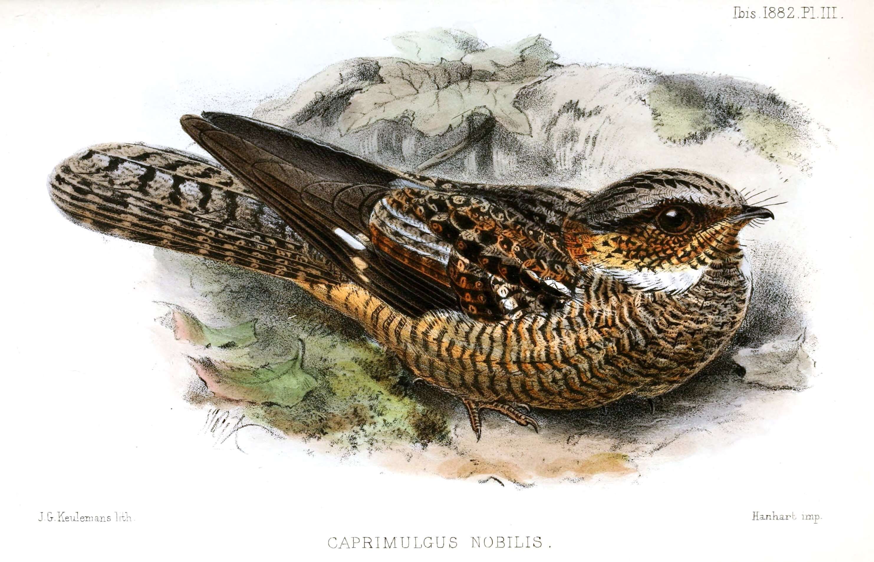 Image of White-throated Eared-Nightjar