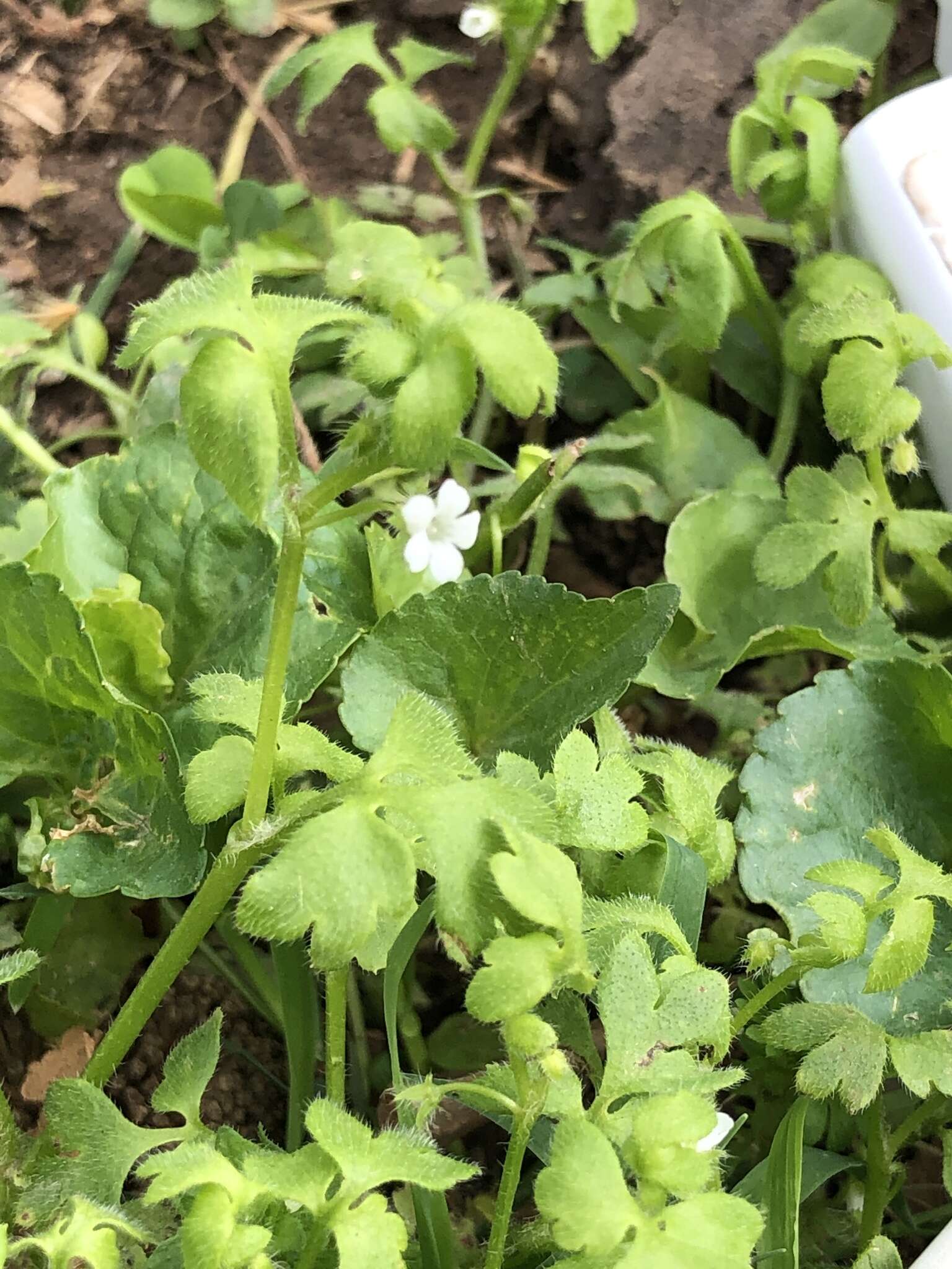 صورة Nemophila aphylla (L.) Brummitt