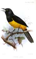 Image of Montserrat Oriole