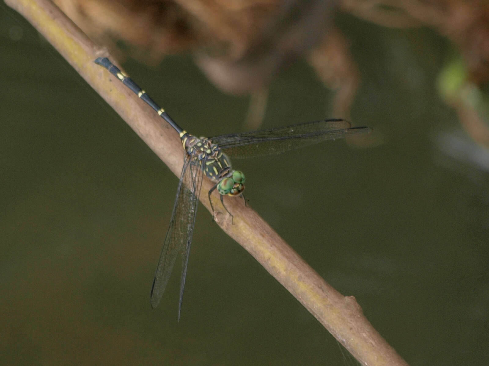 Image of Bottletail