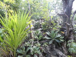 Image of Grijalva's agave