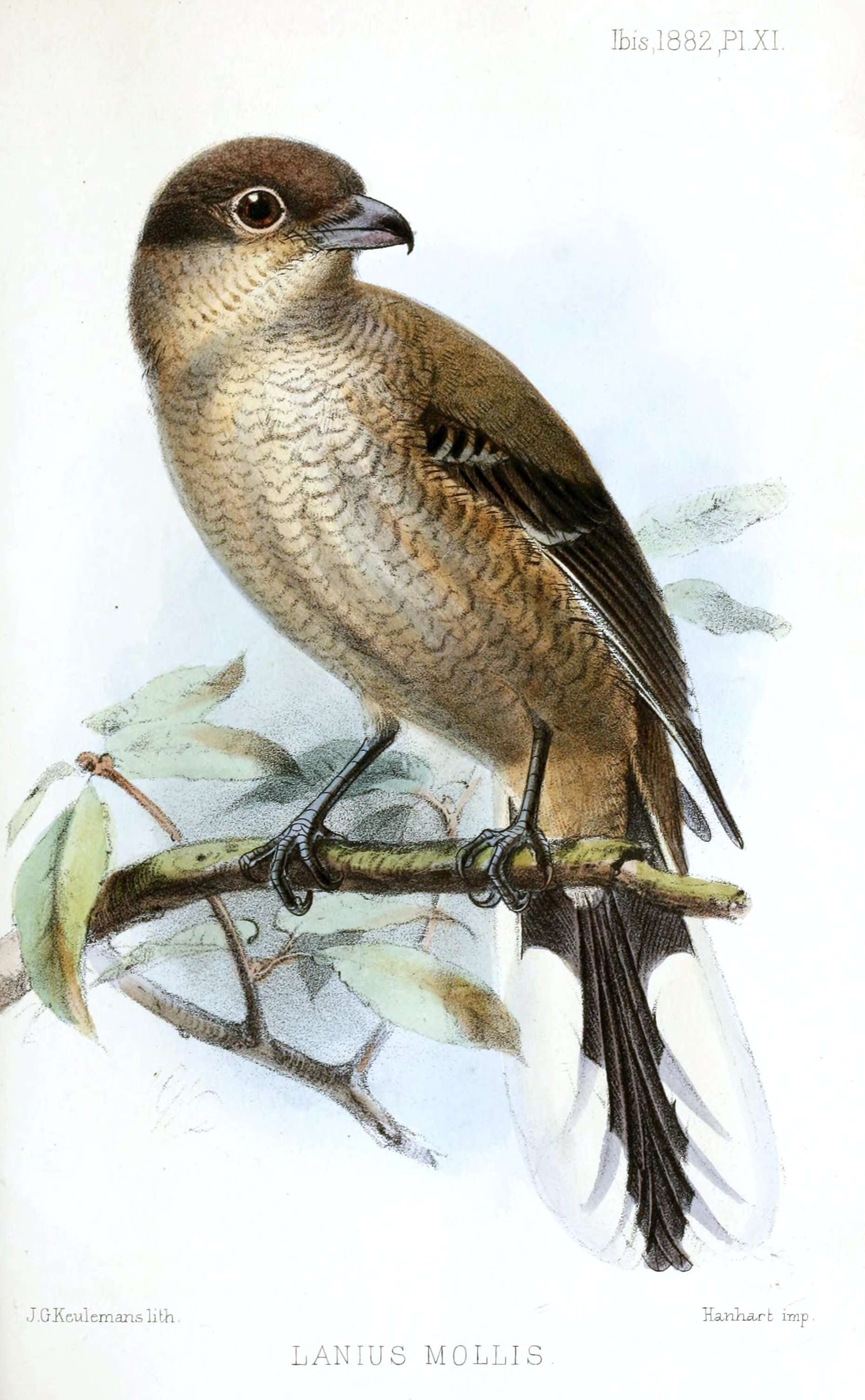 Image of true shrikes