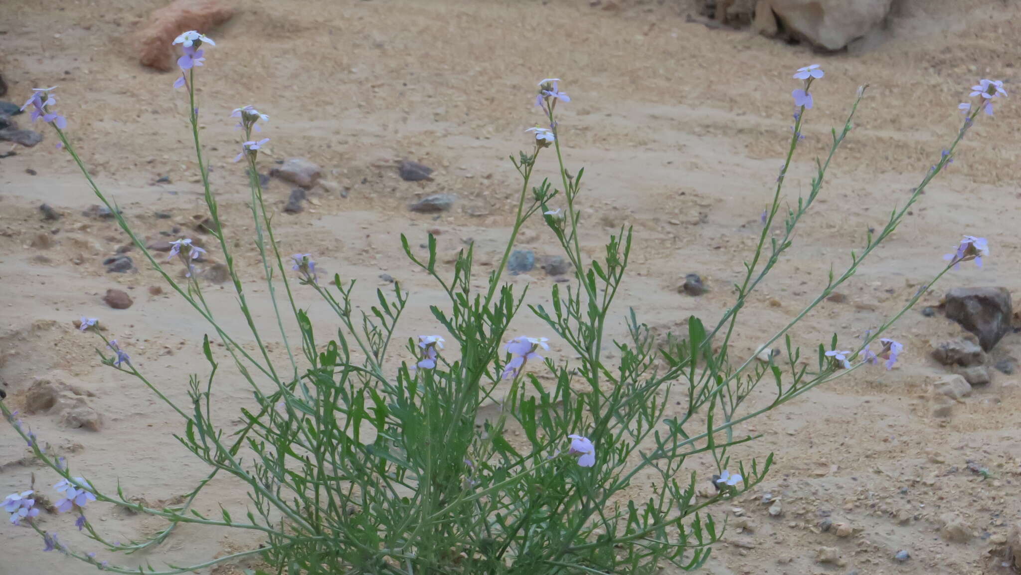 Image de Erucaria hispanica (L.) Druce