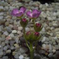 Image de Drosera pulchella Lehm.