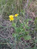 Image of Parry's rockdaisy