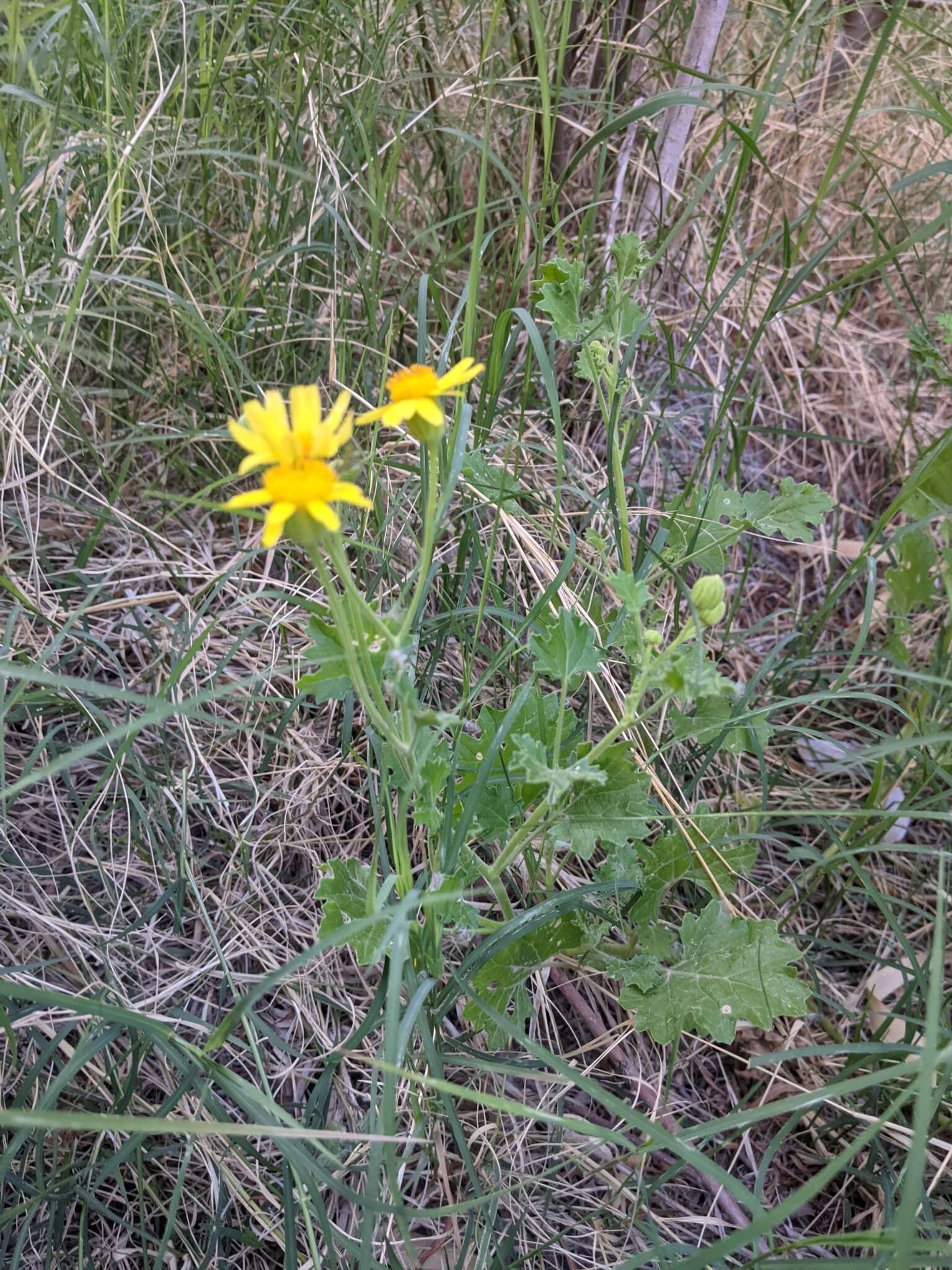 Image of Parry's rockdaisy