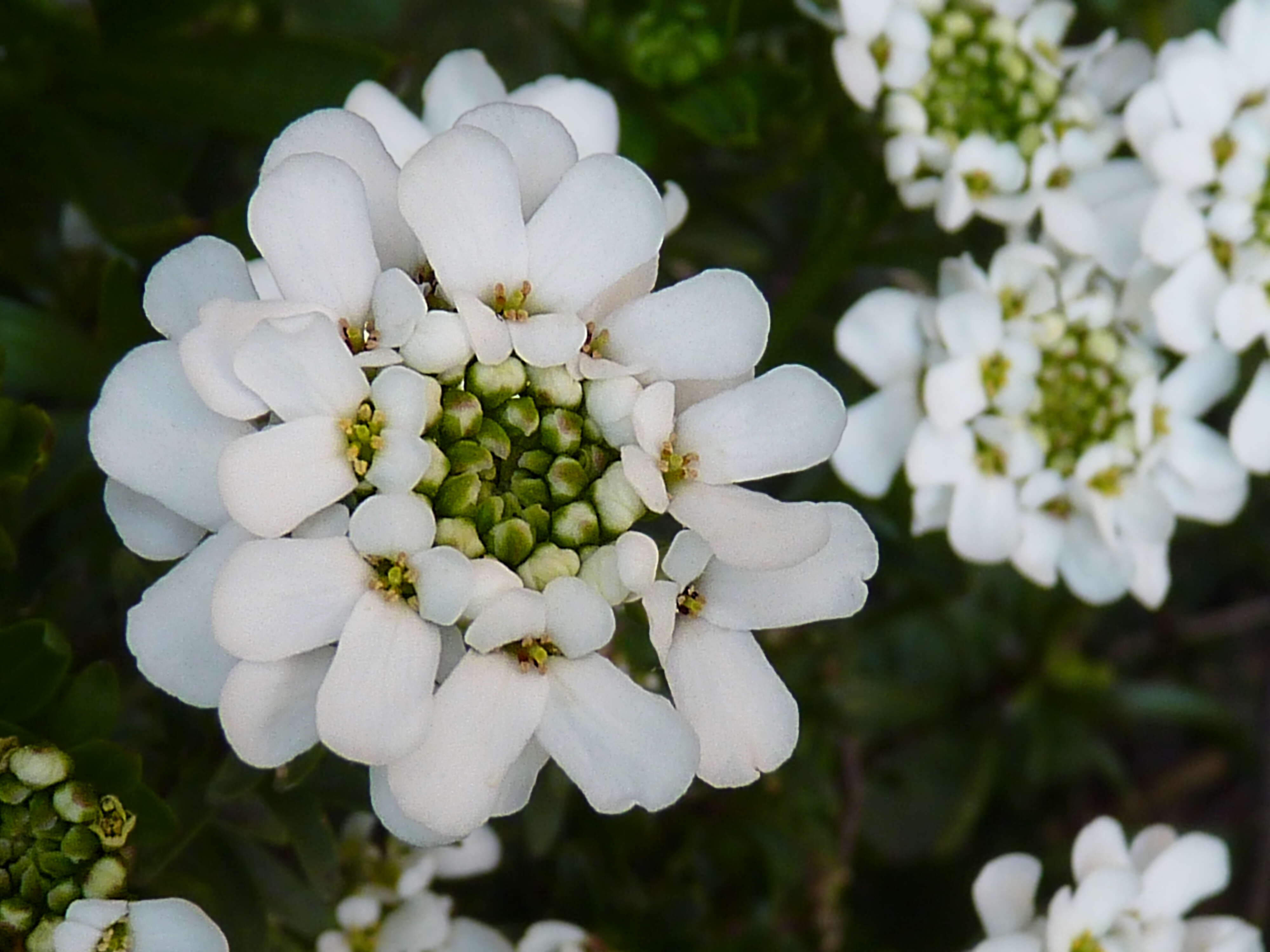 Plancia ëd Iberis sempervirens L.