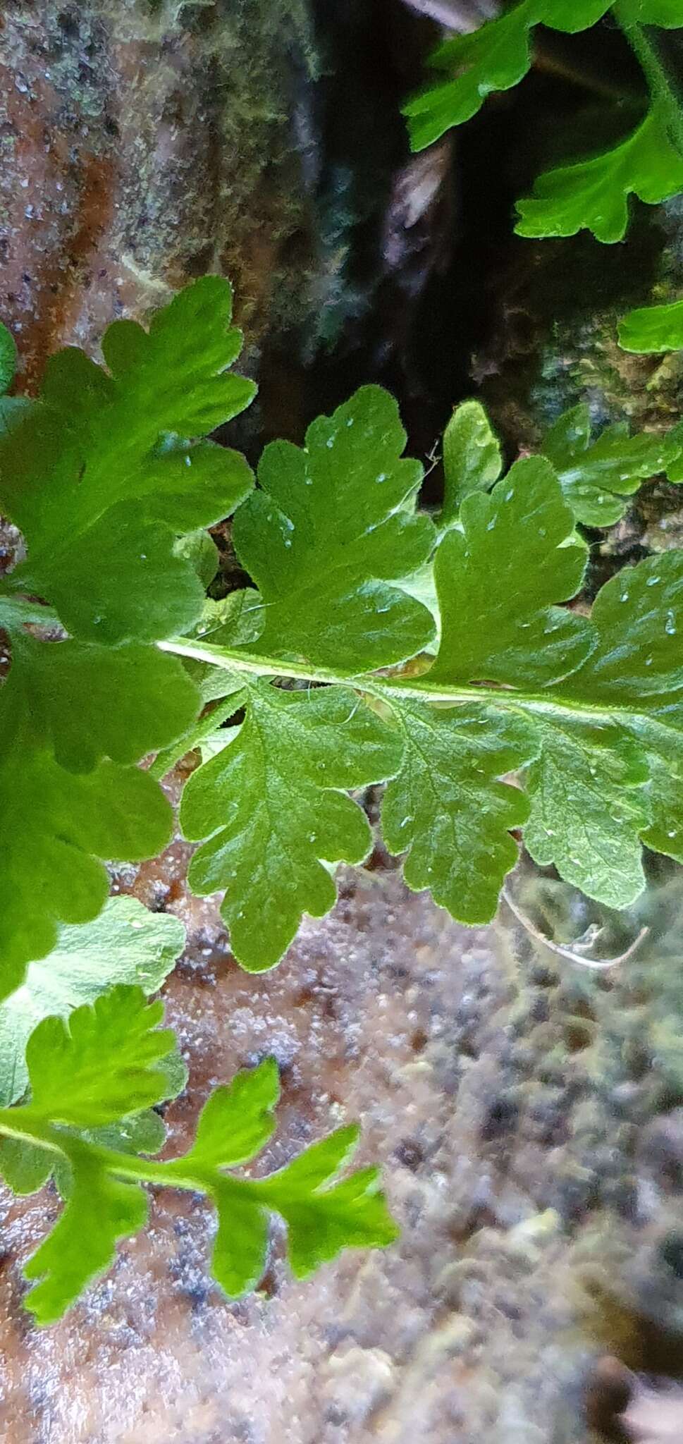 Image of Cystopteris tasmanica Hook.