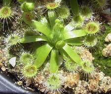 Image de Drosera pulchella Lehm.