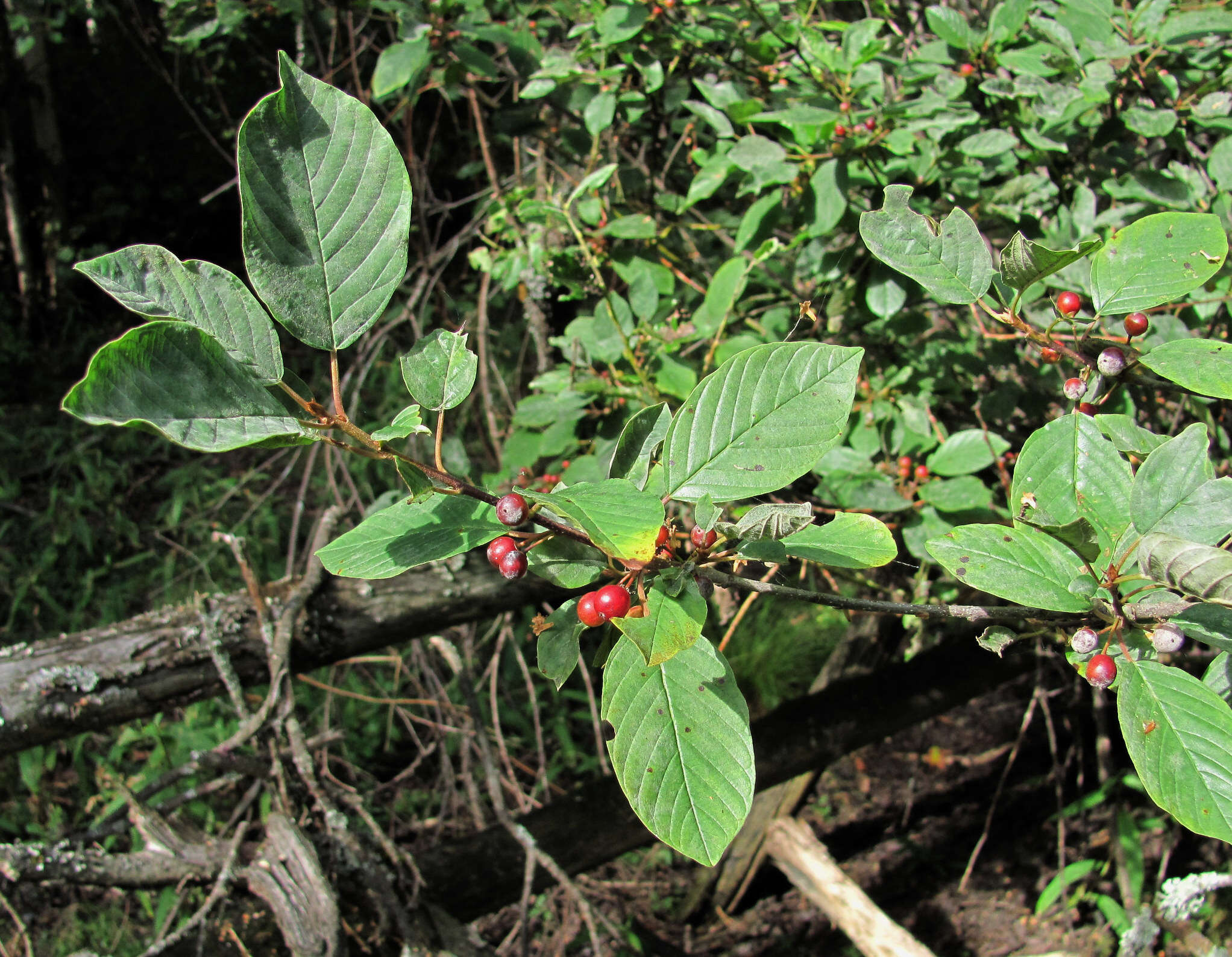 Microsphaera divaricata (Wallr.) Sacc. 1882的圖片