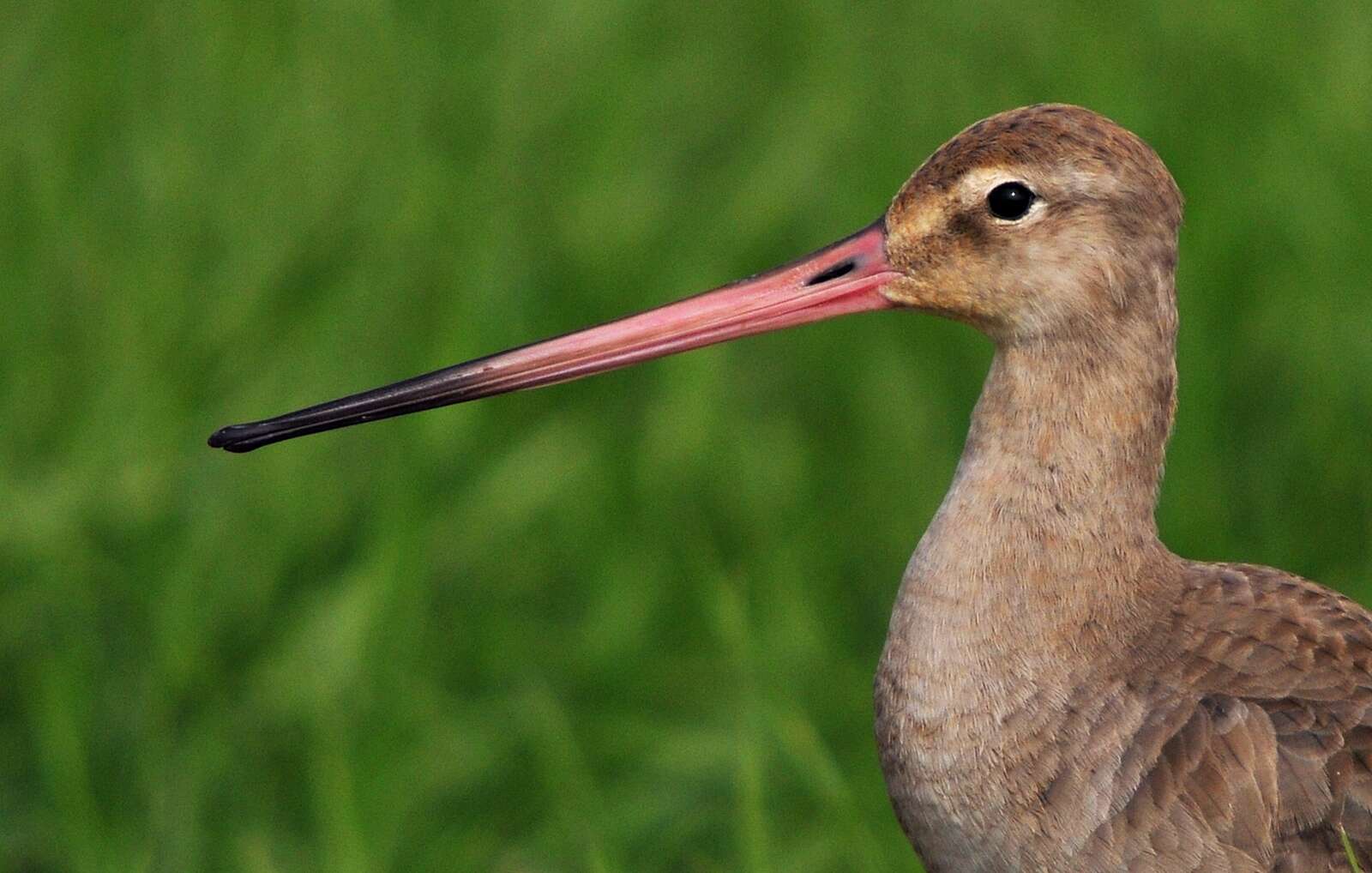 Image of Black-tailed Godwit