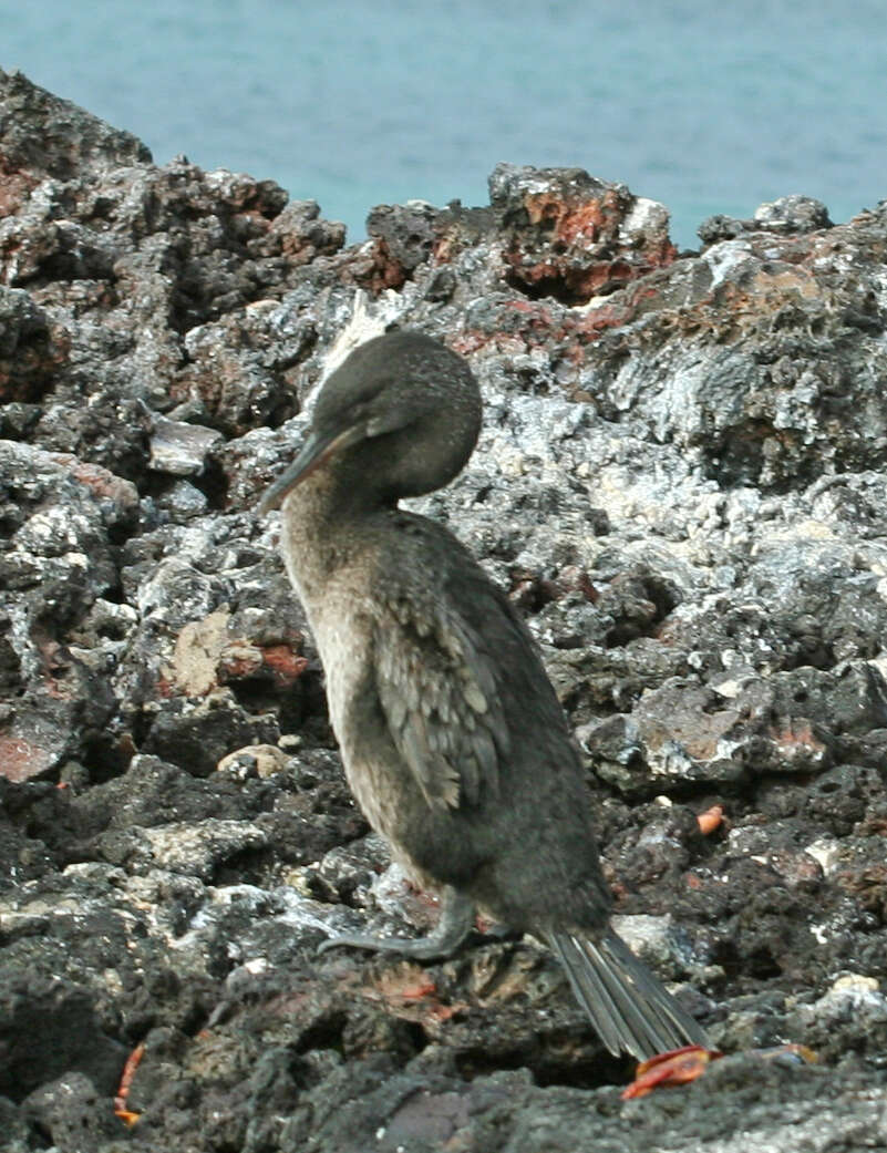 Image of Flightless Cormorant