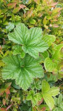 Rubus chamaemorus L. resmi