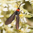 صورة Hestiochora tricolor Walker 1854