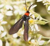 Image of Hestiochora tricolor Walker 1854