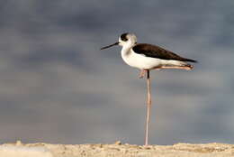 Image of Black-winged Stilt