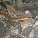 Image of Orange-naped snake