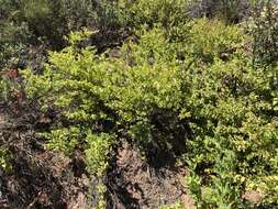 Image of Ross' pitcher sage