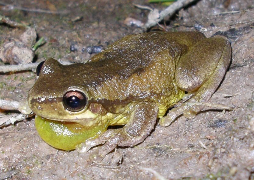 Image of Bleating Tree Frog