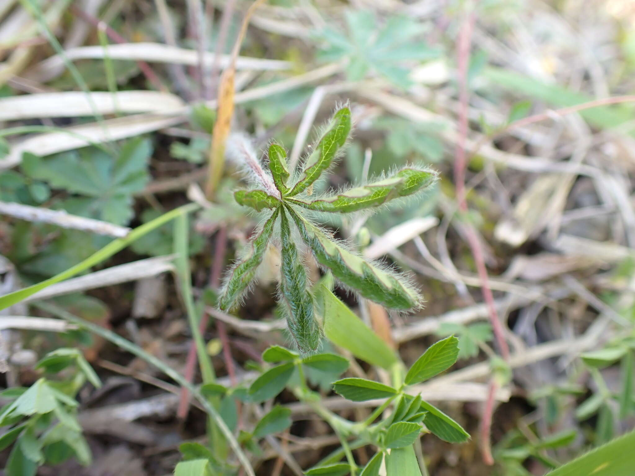 Image of Potentilla heptaphylla L.