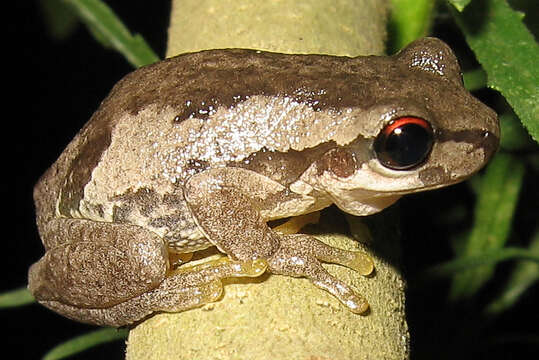 Image of Bleating Tree Frog